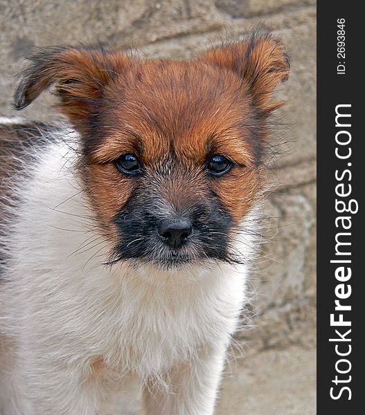 A close up of a white puppy with brown head and black snout. The attentive and distrustful look of bright black eyes.