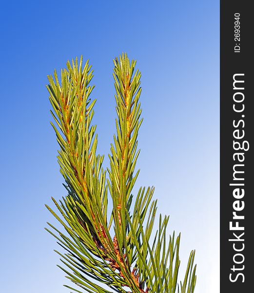 A branch of a pinetree. A branch of a pinetree