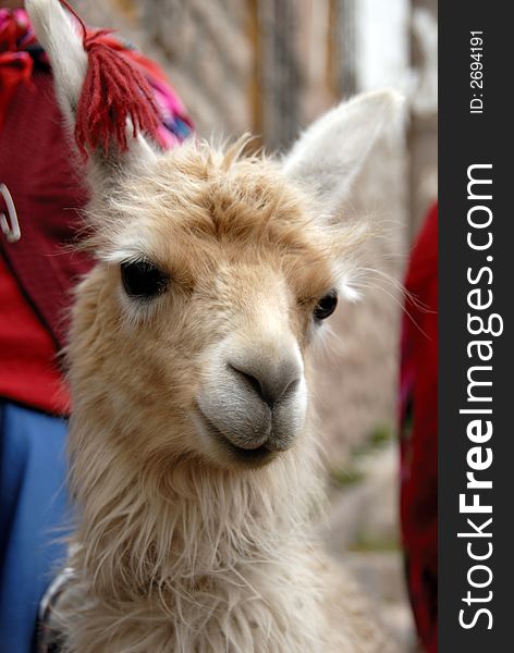 Close up Shot of a Peruvian Llama