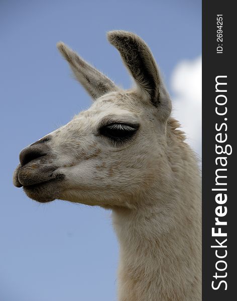 Close up Shot of a Peruvian Llama