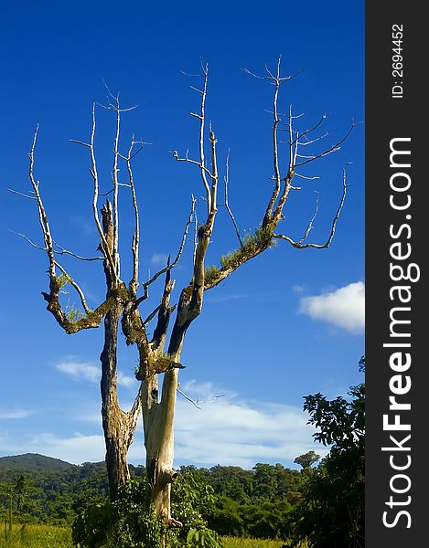 Big Tree with no leaves