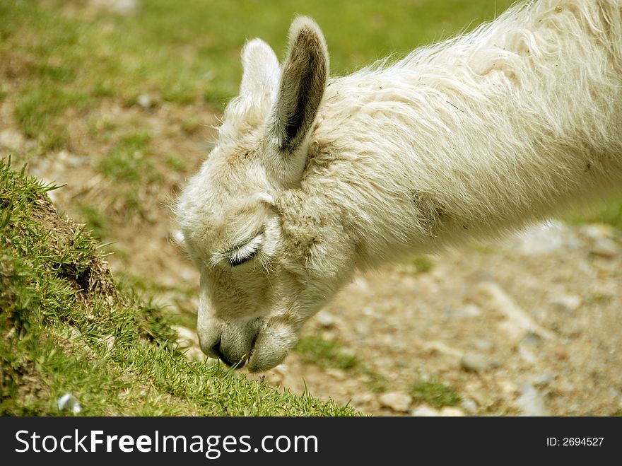 Close Up Shot of A Peruvian Alpaca