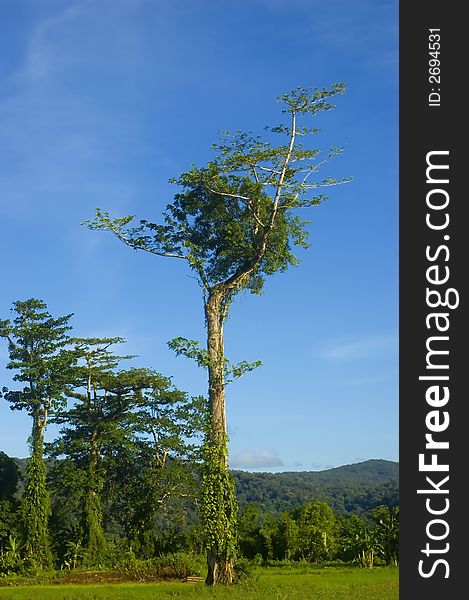 One of the remaining trees left from logging in the lowland of Palanan, Isabela, Philippines