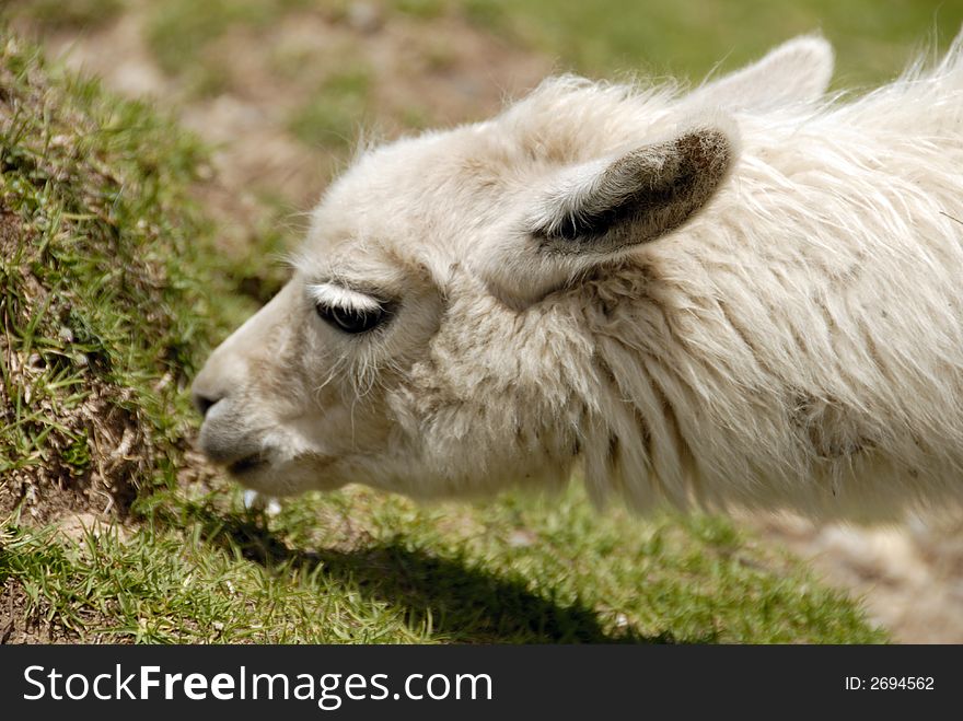 Close Up Shot of A Peruvian Alpaca