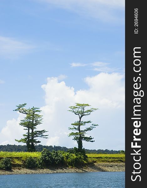 Two of the remaining trees left from logging in the lowland of Palanan, Isabela, Philippines