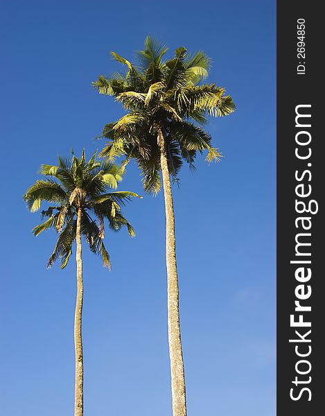 Two coconut trees in Palanan, Isabela, North of Manila, Philippines