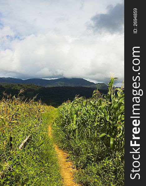 Corn plantation in Palanan, Isabela, Philippines. Corn plantation in Palanan, Isabela, Philippines