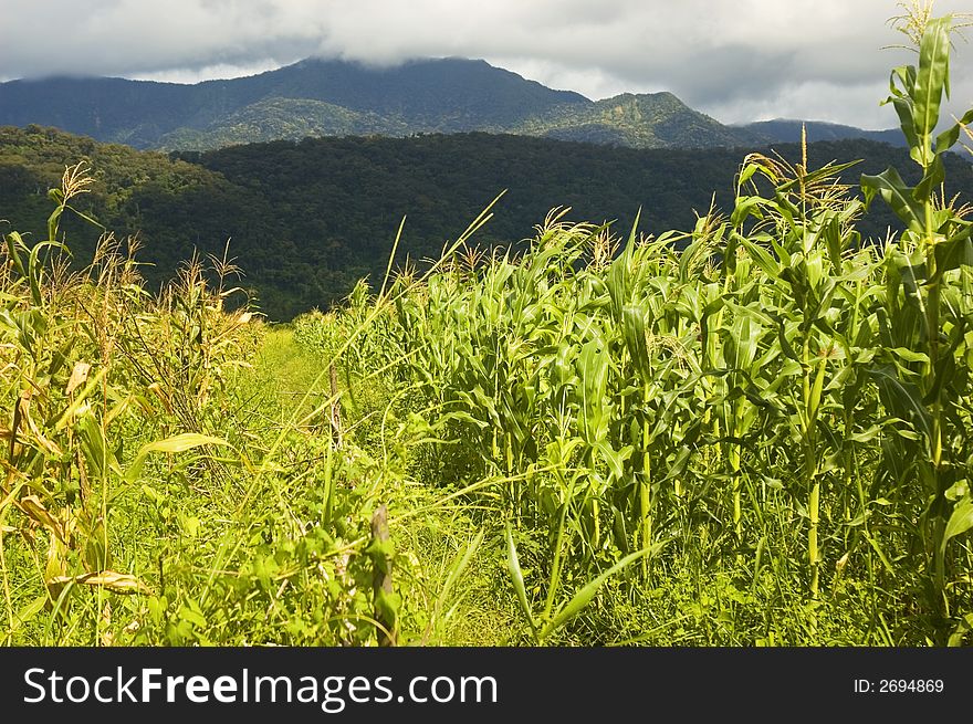 Corn plantation in Palanan, Isabela, Philippines. Corn plantation in Palanan, Isabela, Philippines