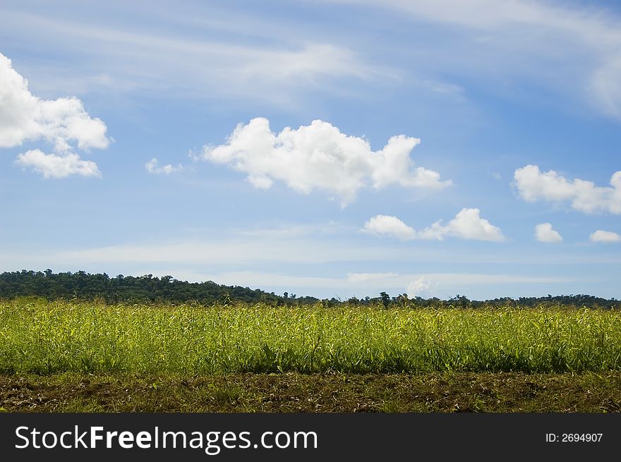 Corn plantation in Palanan, Isabela, Philippines. Corn plantation in Palanan, Isabela, Philippines