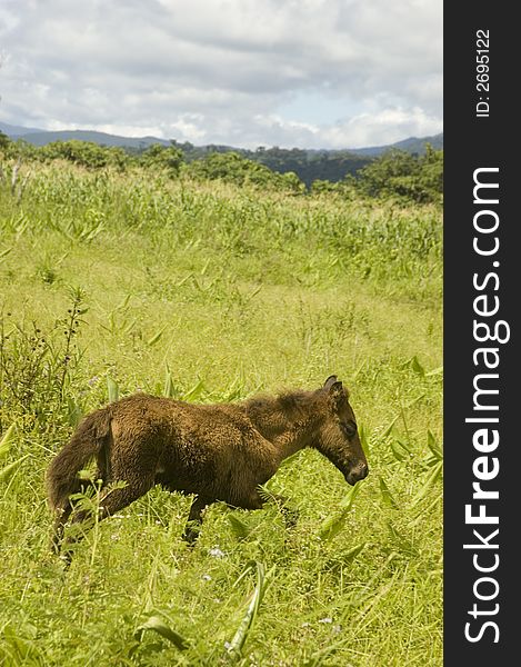 Young horse looking for its mother.  Palanan, Isabela, Philippines. Young horse looking for its mother.  Palanan, Isabela, Philippines.