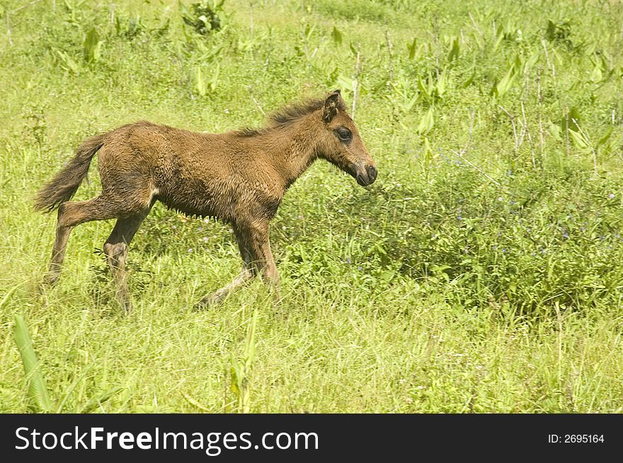 Young horse looking for its mother.  Palanan, Isabela, Philippines. Young horse looking for its mother.  Palanan, Isabela, Philippines.