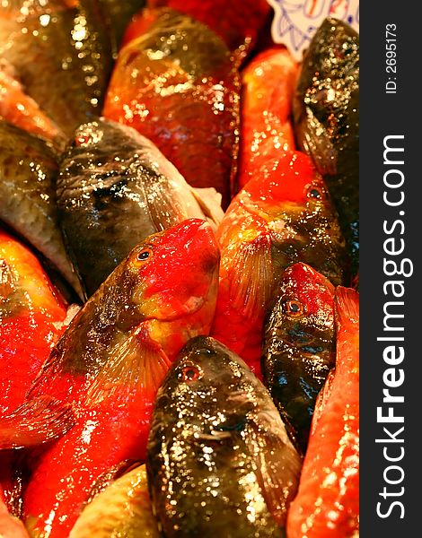 Red and grey parrotfish on a fishmonger market. Red and grey parrotfish on a fishmonger market