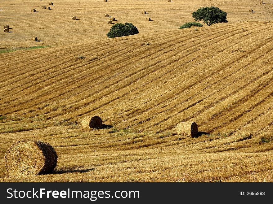 Hay bales in Alentejo field. Hay bales in Alentejo field