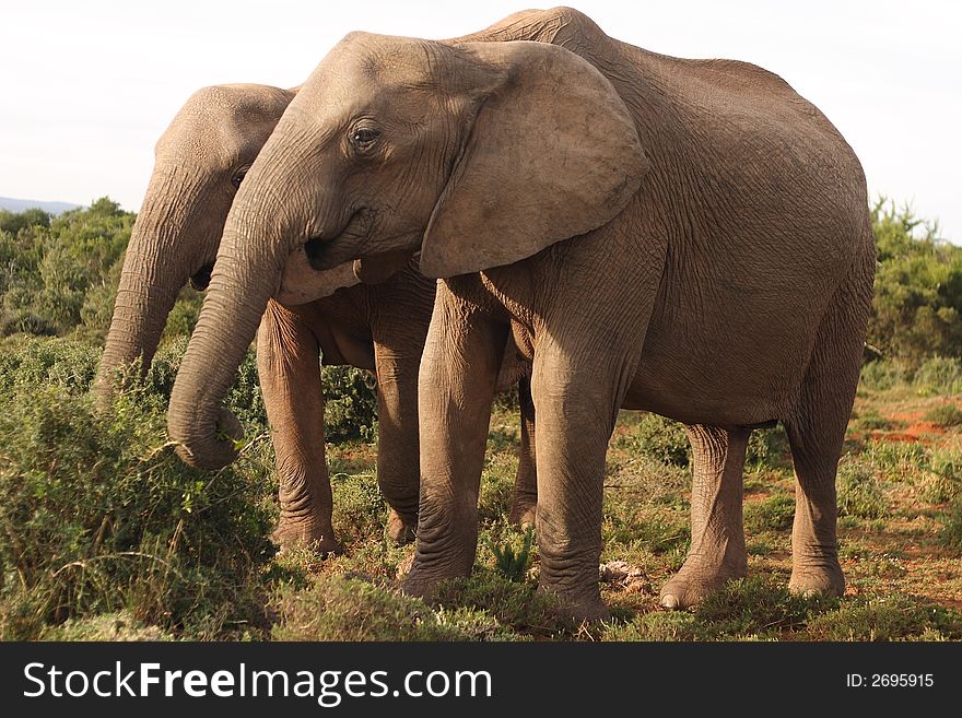 Two African Elephant cows (Loxodonta africana) graze in the Addo Elephant National Park.