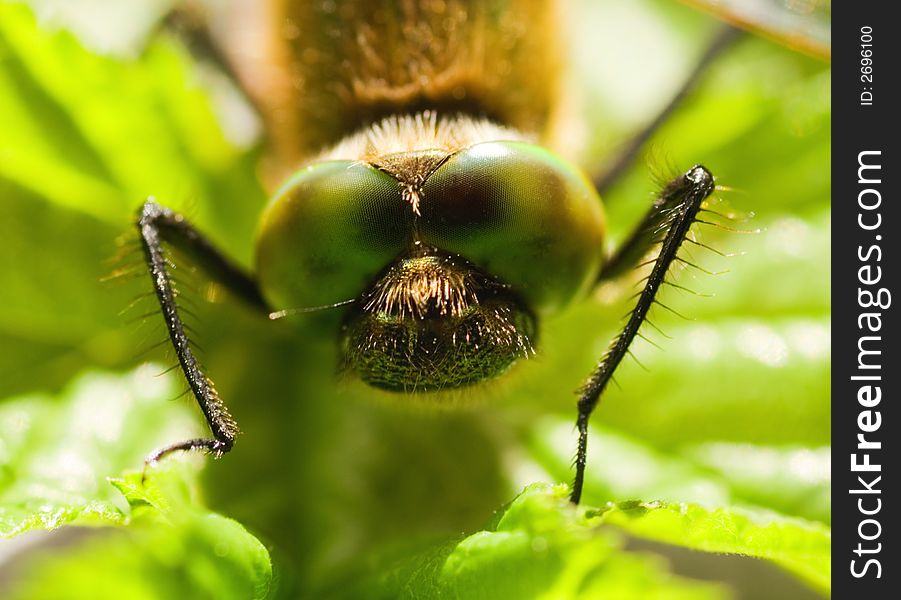 Picture of a Dragonfly close-up