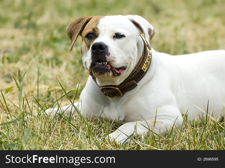 Portrait of a dog resting outdoor. Portrait of a dog resting outdoor