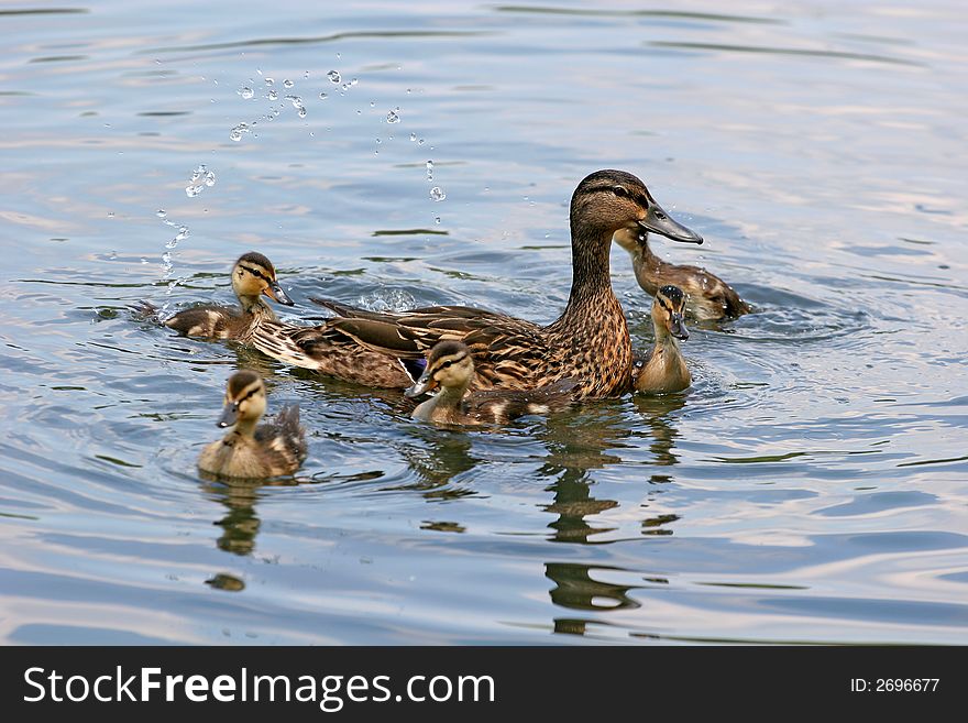 Baby ducks playing in the lake with the mother. Baby ducks playing in the lake with the mother