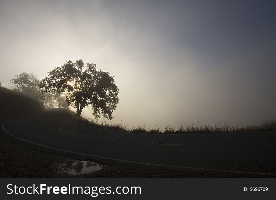 Sun streaming through fog and oak tree along winding road. (60110073). Sun streaming through fog and oak tree along winding road. (60110073)