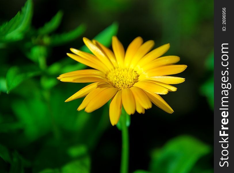 Picture of a beautiful Yellow flower