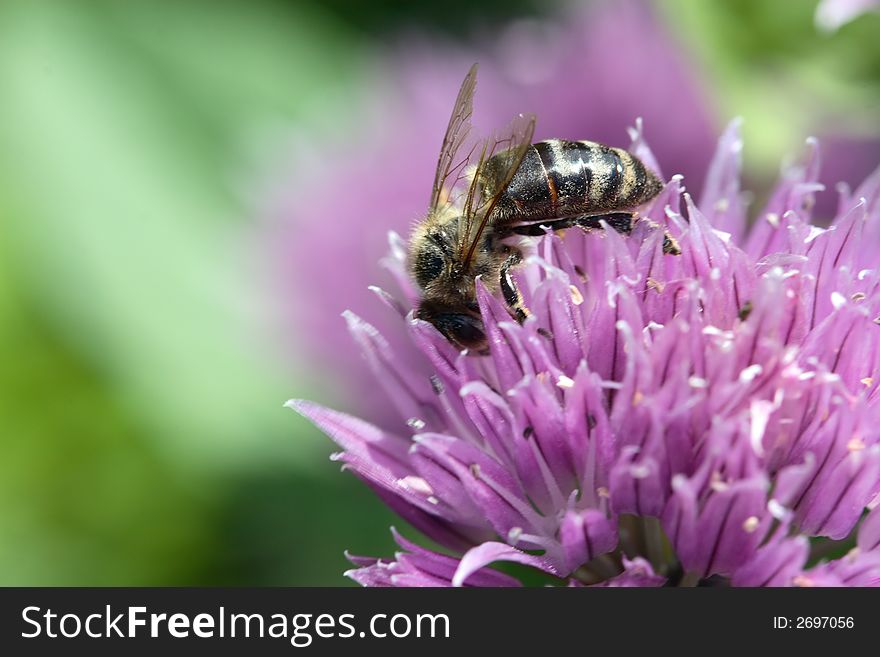 Bee collect nectar on purple flower. Bee collect nectar on purple flower