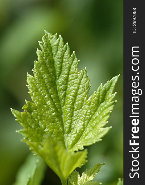 Bright green leaf on green background