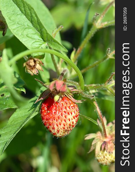 Unripe, green and red  strawberries. Unripe, green and red  strawberries