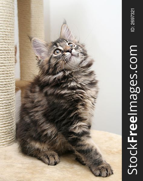 Small black kitten of Maine Coon. Small black kitten of Maine Coon