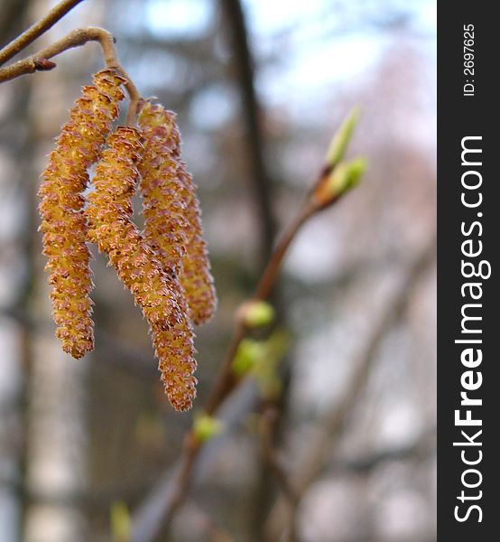 Hazel catkins