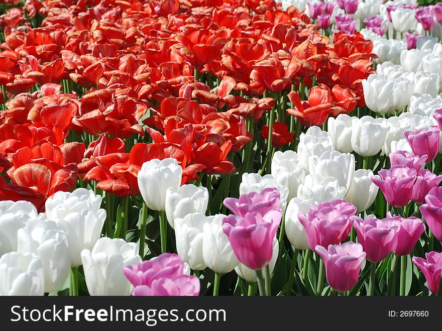 Different colored flowers in the park. Different colored flowers in the park