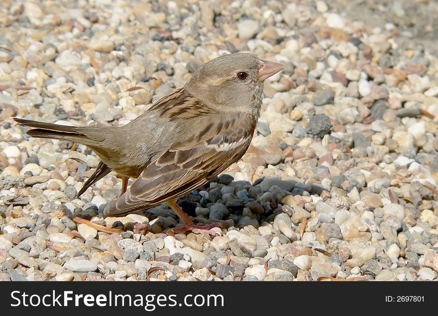 Sparrow - The Beggar