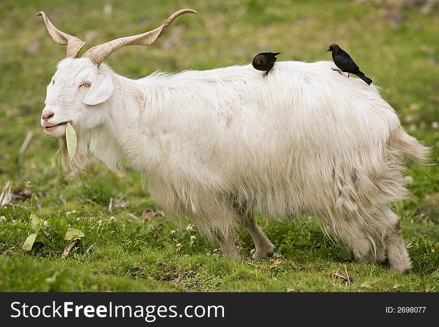 Two Birds perched on a Goat