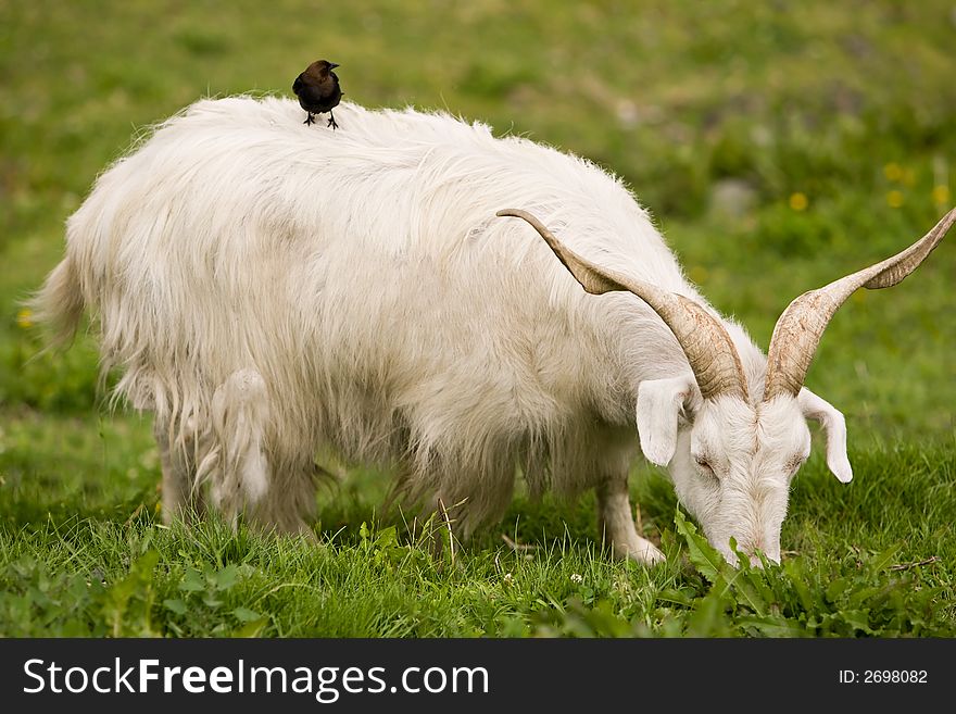 Black bird perched on wooly goat. Black bird perched on wooly goat