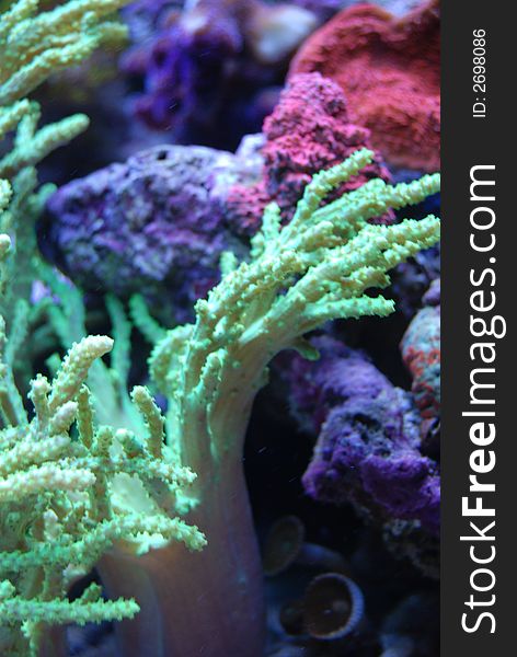 A bright green coral reef plant