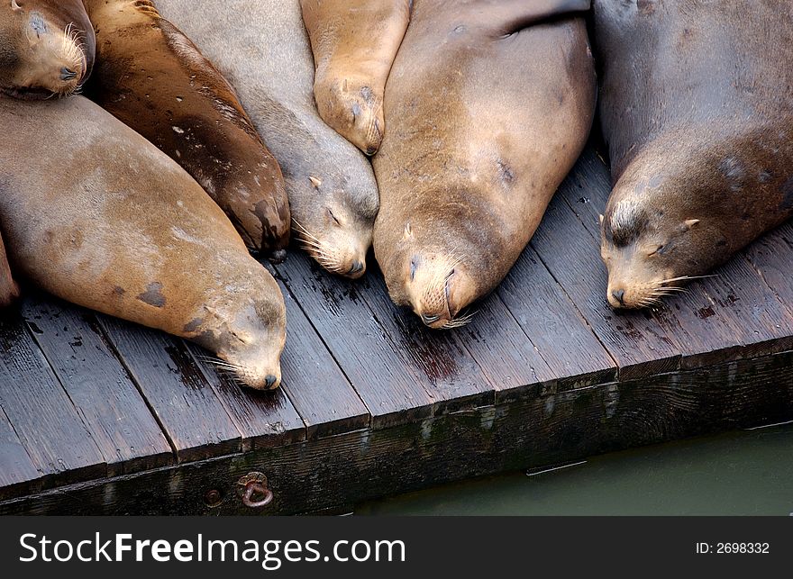 Seals sleeping on a peir