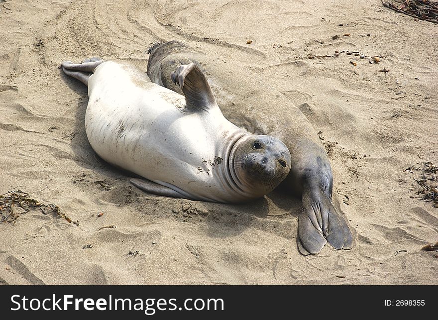 Seals sleeping on the beach