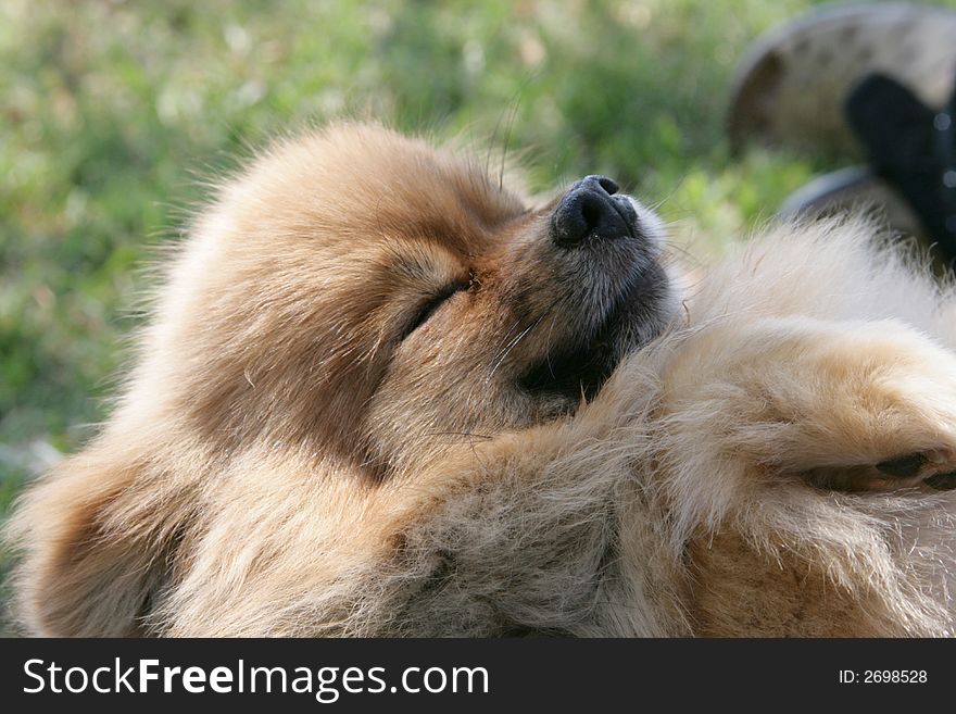 Pomeranian sleeping on grass in a park