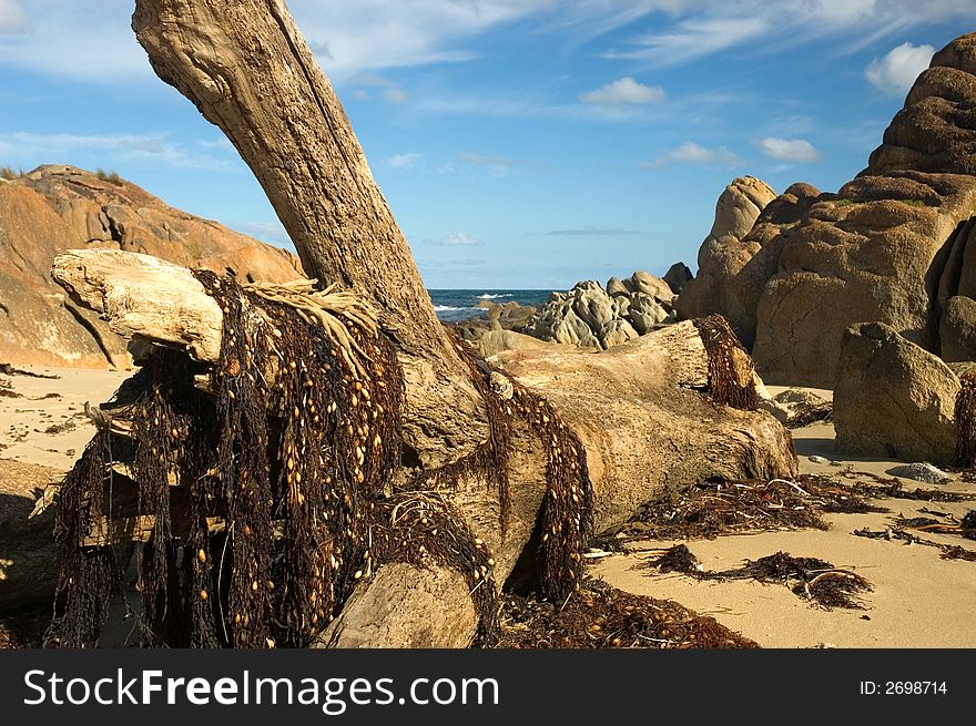 A tree trunk washed up on the beach covered in seaweed. A tree trunk washed up on the beach covered in seaweed