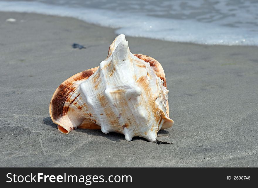 A beautiful giant sea shell at a beach