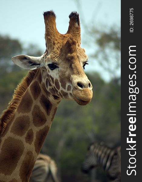 Image of a giraffe focussing on its head and upper neck