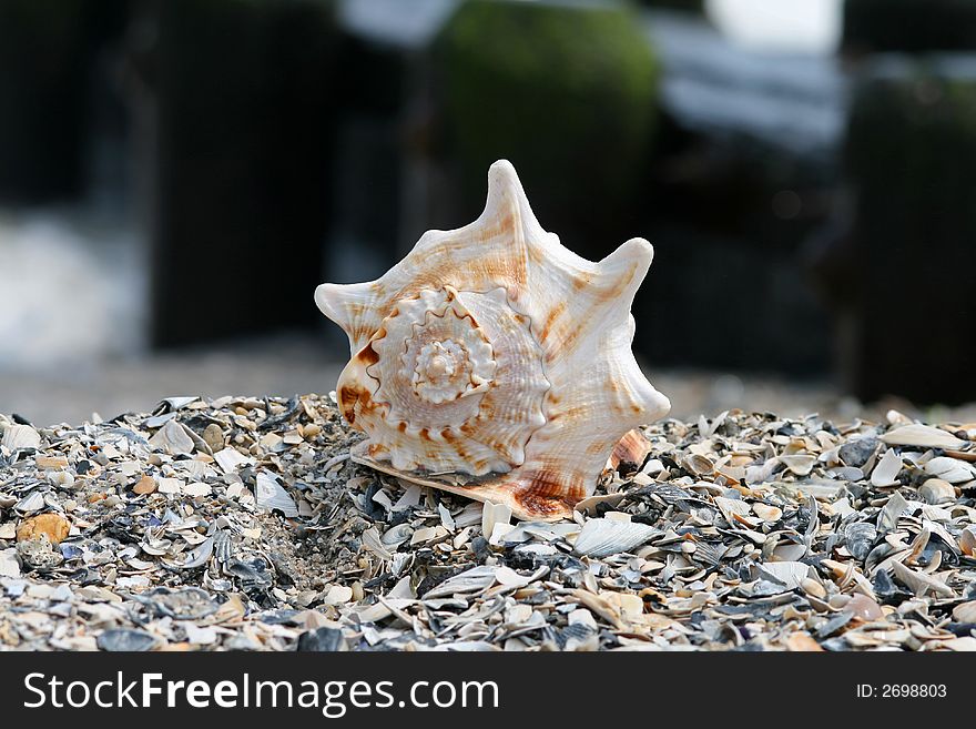 A beautiful giant sea shell at a beach
