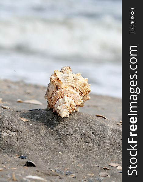 A beautiful giant sea shell at a beach