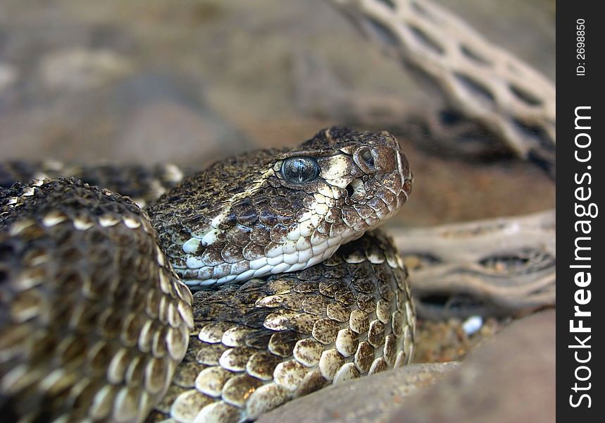 Close-up shot of a western rattlesnake curled up on a rock