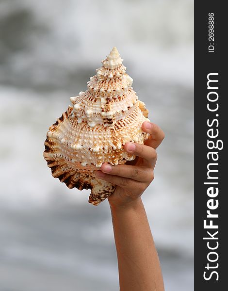 A beautiful giant sea shell at a beach