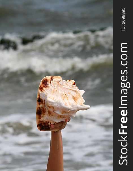 A beautiful giant sea shell at a beach