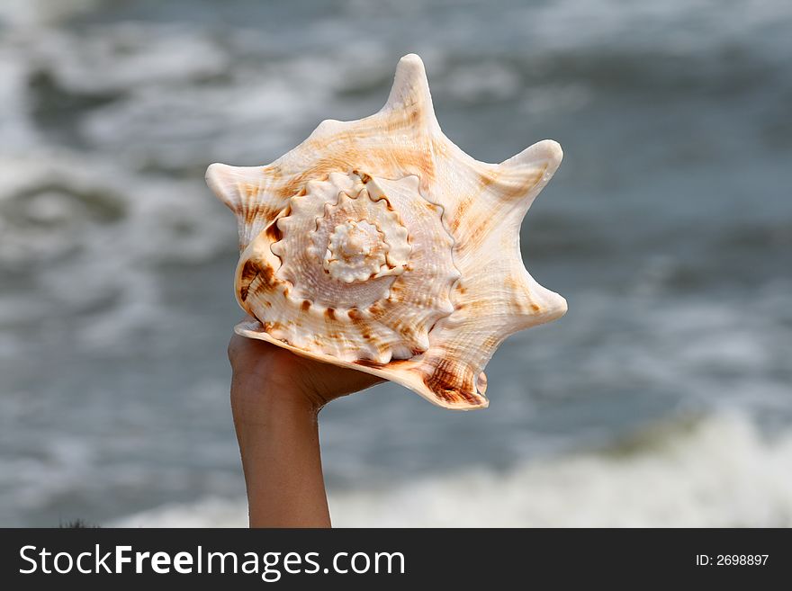 A beautiful giant sea shell at a beach