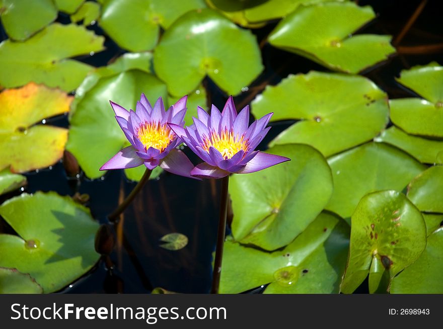 Two purple water lilies in a pond. Two purple water lilies in a pond