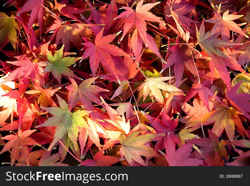 A background of red orange and yellow autumn leaves