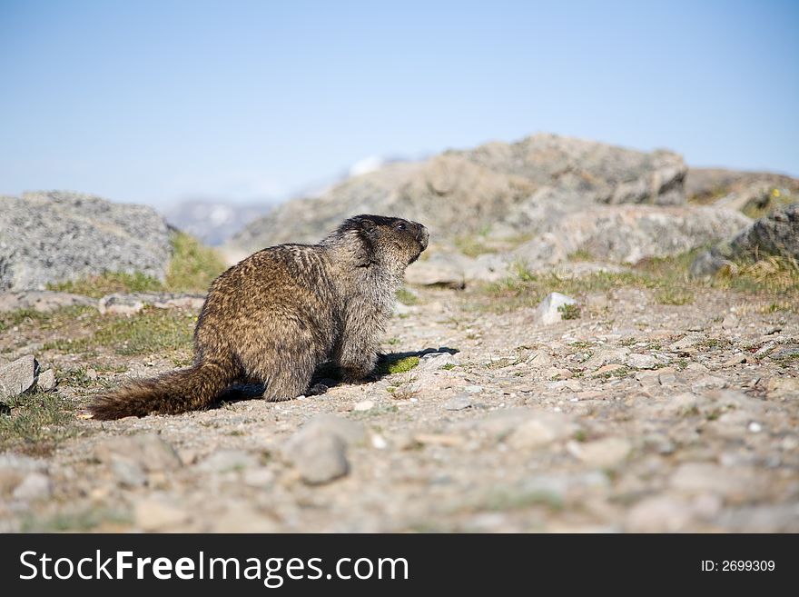 An alpine rodent living on a mountain top in Jasper National Park, Canada. An alpine rodent living on a mountain top in Jasper National Park, Canada.