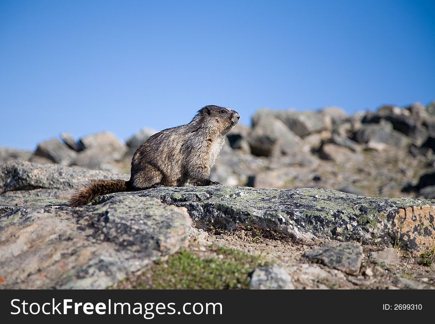 An alpine rodent living on a mountain top in Jasper National Park, Canada. An alpine rodent living on a mountain top in Jasper National Park, Canada.