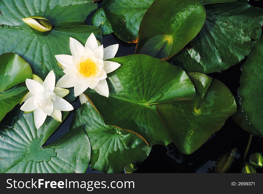 White flowers and leaves on water